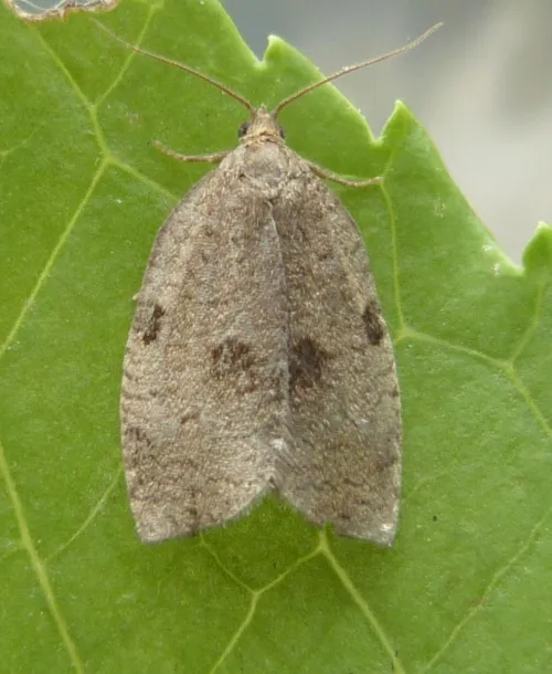 Lozotaenia forsterana - photo 3