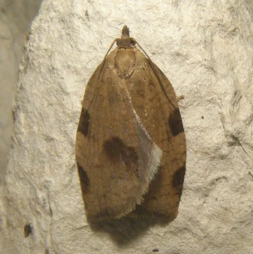 Lozotaenia forsterana - photo 6