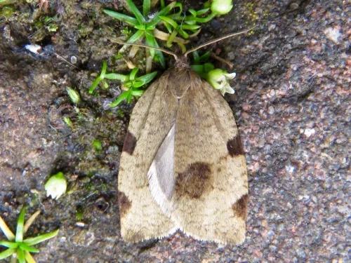 Lozotaenia forsterana - photo 8