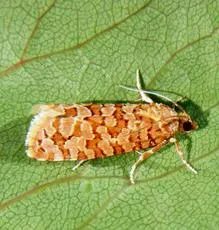 Lozotaeniodes formosana - photo 2