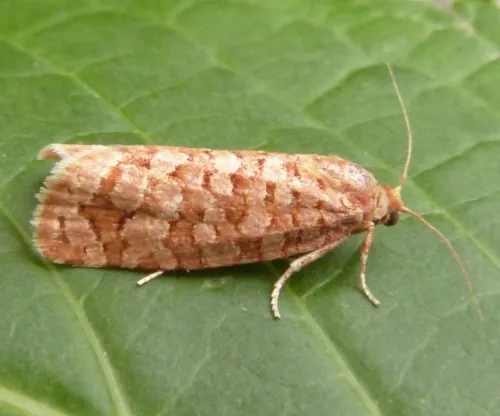 Lozotaeniodes formosana - photo 3