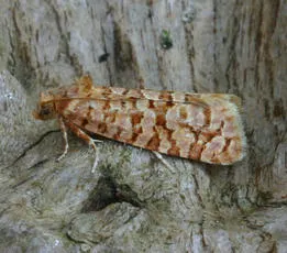 Lozotaeniodes formosana - photo 4