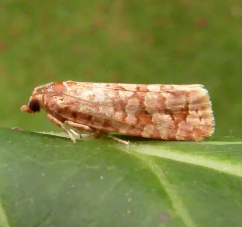 Lozotaeniodes formosana - photo 5