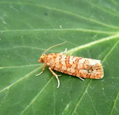 Lozotaeniodes formosana - photo 6