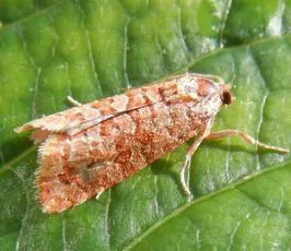 Lozotaeniodes formosana - photo 7