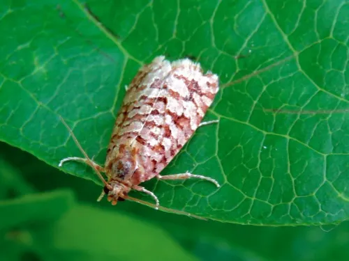 Lozotaeniodes formosana - photo 8