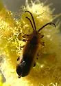 Lucaina discoidalis - Lucaina discoidalis