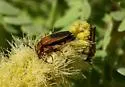 Lucaina discoidalis - photo 2