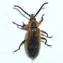 Lucaina discoidalis - photo 3