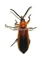 Lucaina discoidalis - photo 4