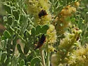 Lucaina discoidalis - photo 5