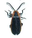 Lucaina marginata