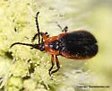 Lucaina marginata - photo 2
