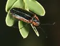 Lucaina marginata - photo 3