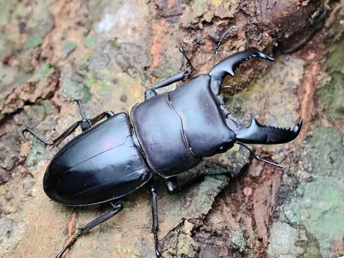 Stag Beetles - photo 2