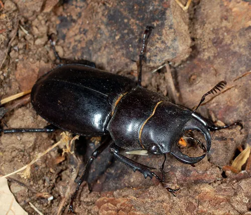 Iberian Stag Beetle