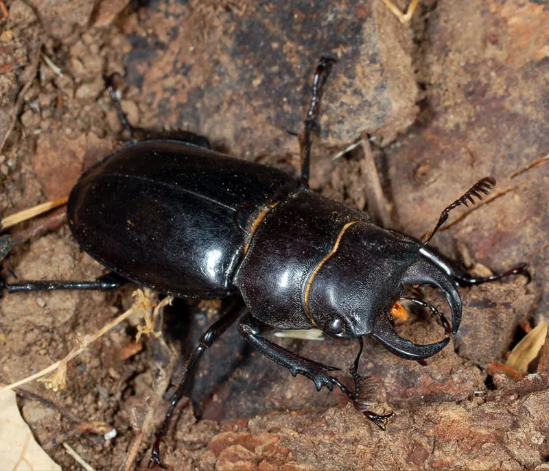 Iberian Stag Beetle - photo 2
