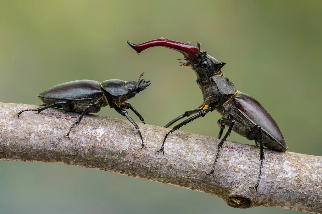European Stag Beetle - photo 2