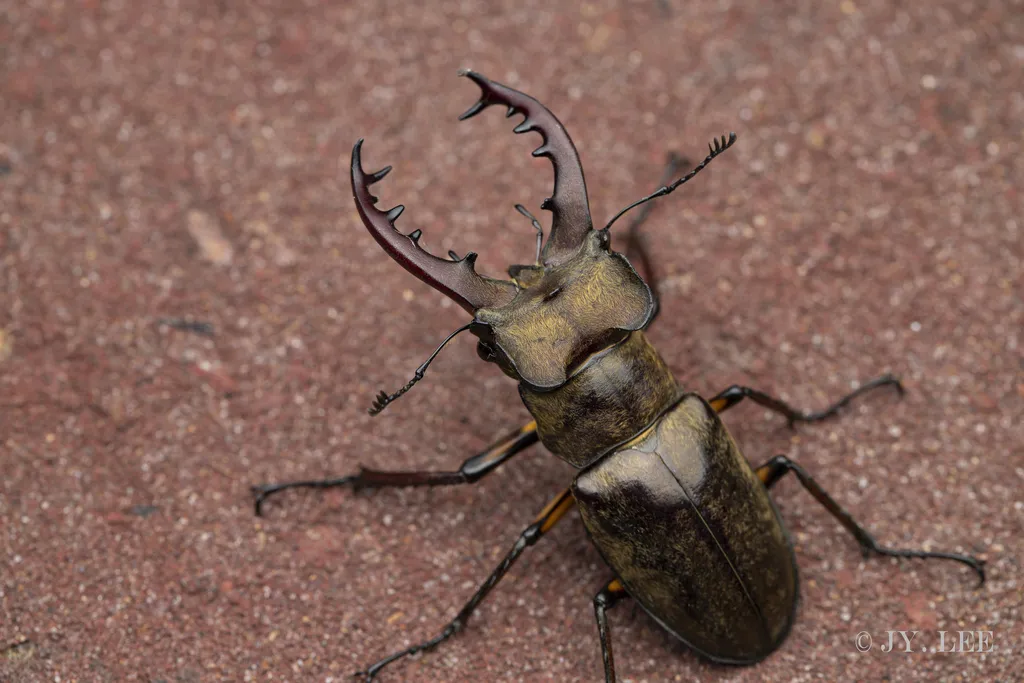 Miyama Stag Beetle - photo 2
