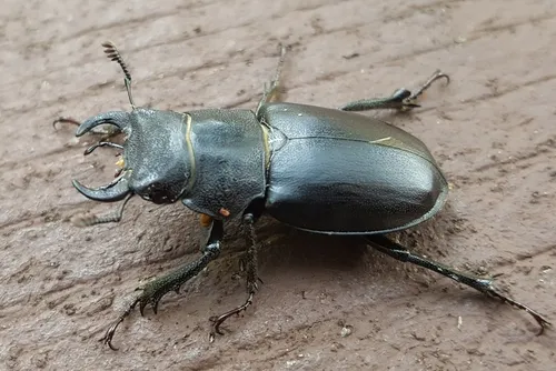 Cottonwood Stag Beetle - photo 2