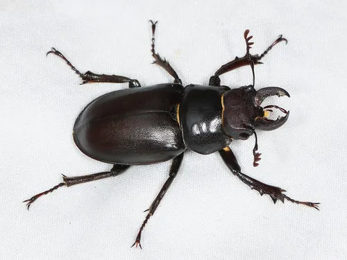 Lucanus placidus
