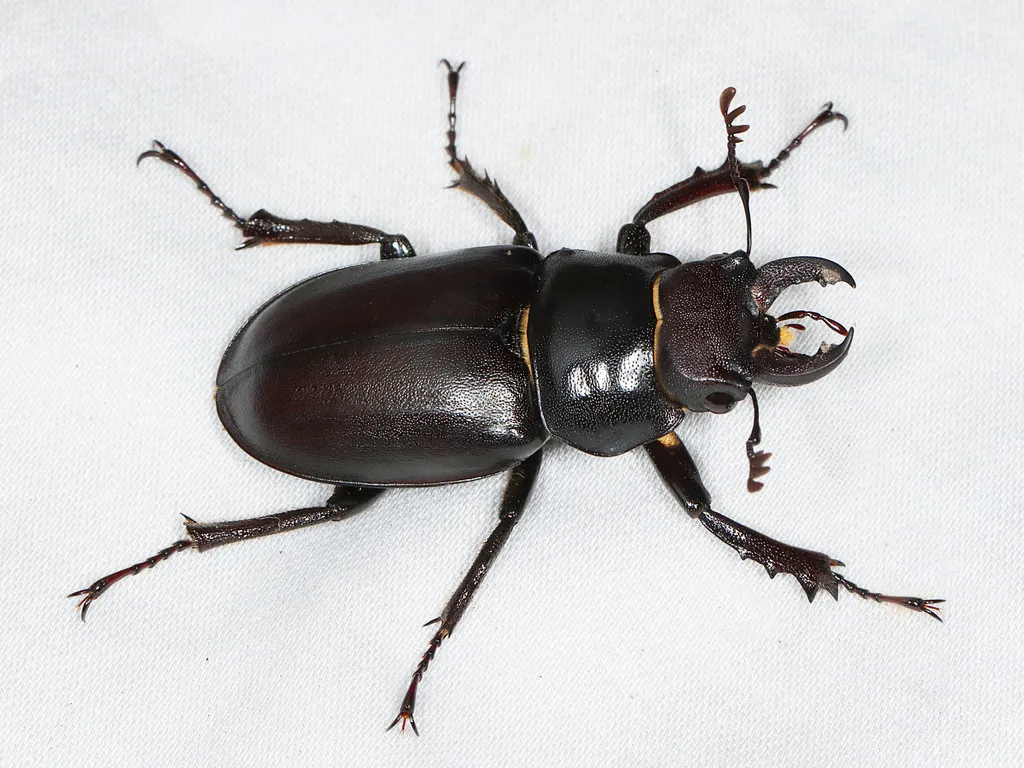 Lucanus placidus - photo 2