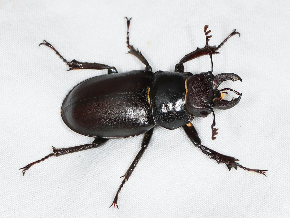 Lucanus placidus - photo 3