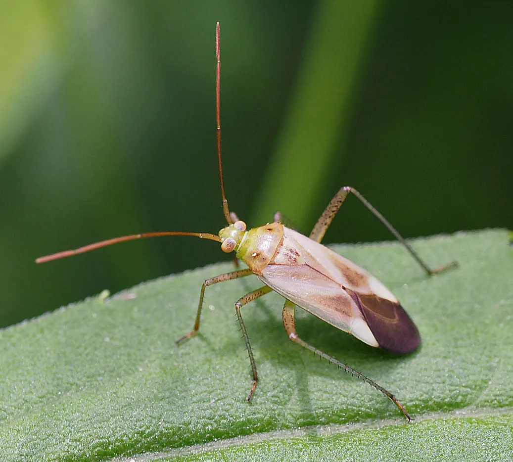 Lucerne Bug - photo 3