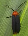Lucidota luteicollis