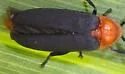 Lucidota luteicollis - photo 2