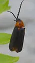 Lucidota luteicollis - photo 3