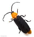 Lucidota luteicollis - photo 4