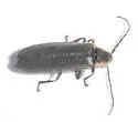 Lucidota punctata