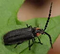 Lucidota punctata - photo 2