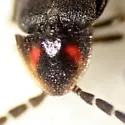 Lucidota punctata - photo 4