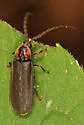 Lucidota punctata - photo 5