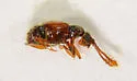 Lucifotychus cognatus - photo 3
