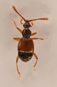 Lucifotychus cognatus - photo 4