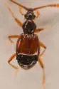 Lucifotychus cognatus - photo 5