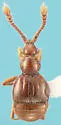 Lucifotychus testaceus