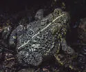 Lucilia bufonivora
