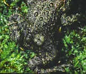 Lucilia bufonivora - photo 2