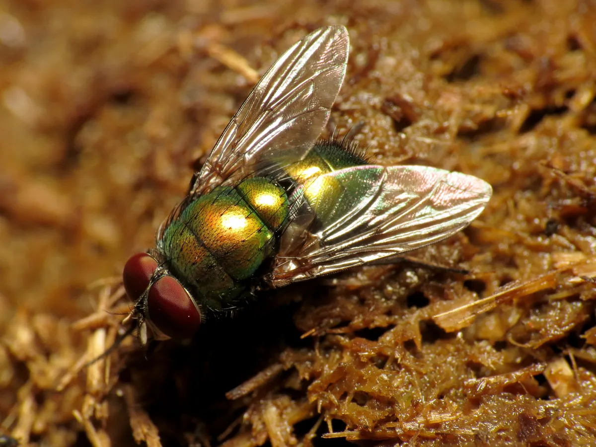 Blue-green Bottle Fly - photo 3