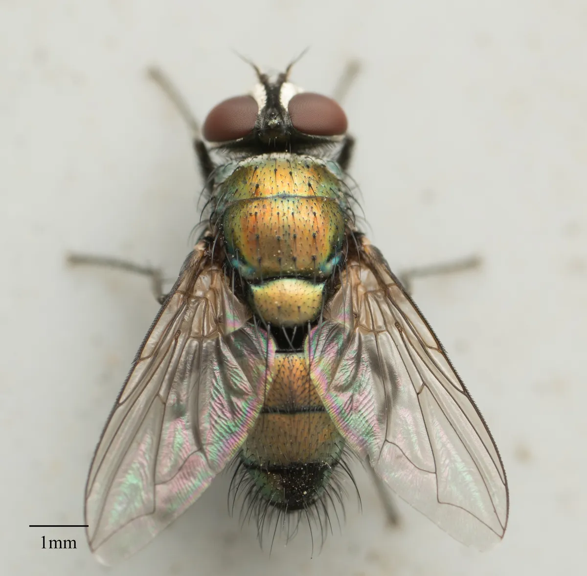 Bronze Bottle Fly