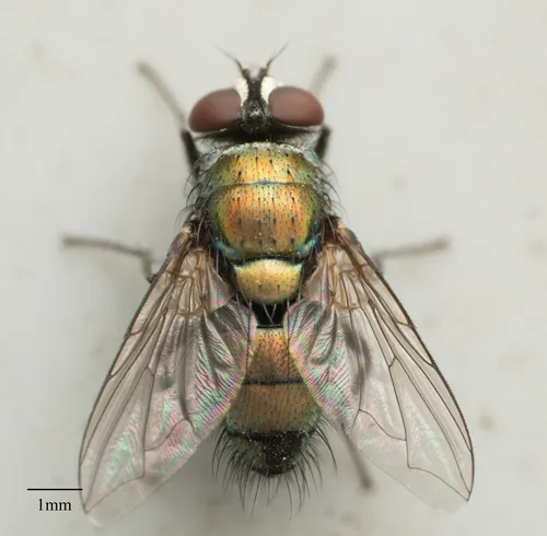 Bronze Bottle Fly - photo 3