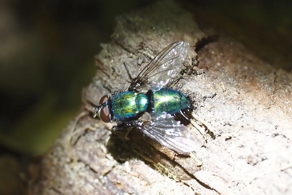 Lucilia elongata - photo 2