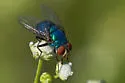 Lucilia eximia