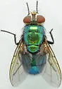 Lucilia eximia - photo 2