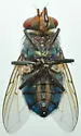 Lucilia eximia - photo 3