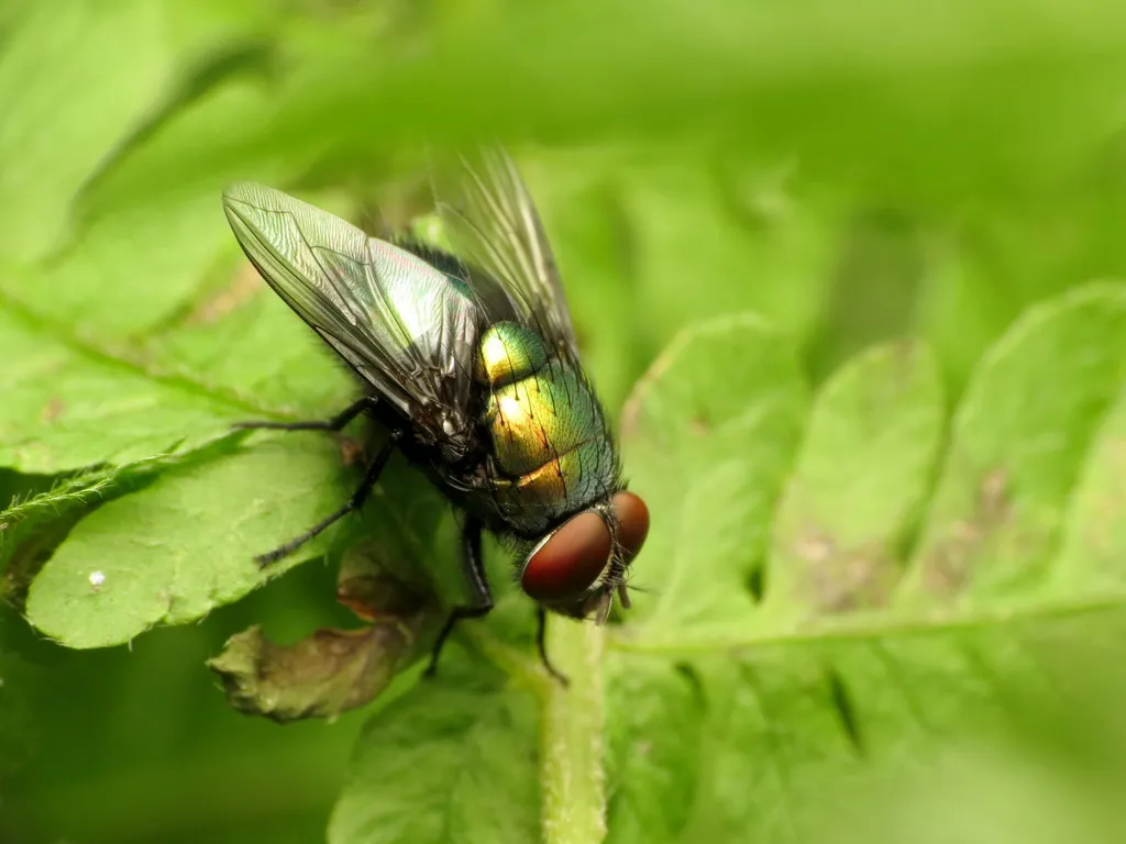 Lucilia illustris - photo 3